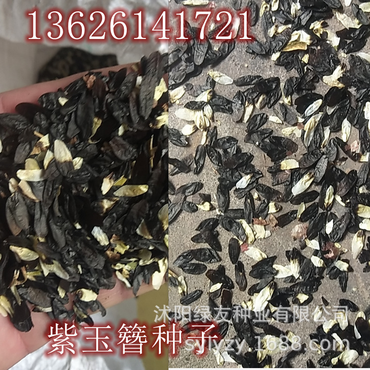 出售玉簪种子玉簪紫玉簪玉簪新种子