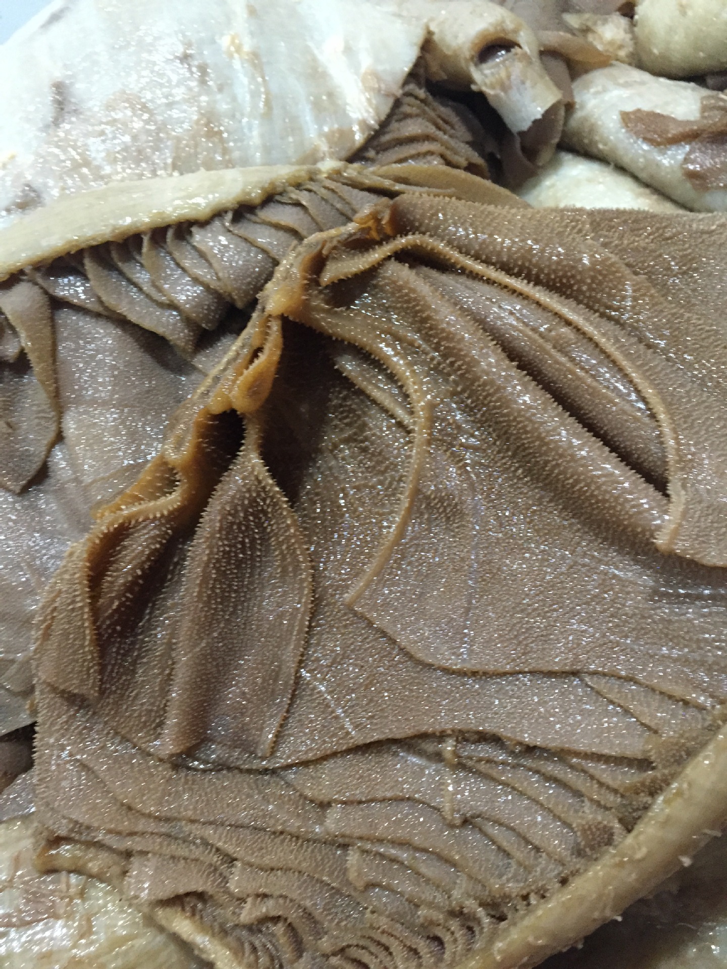 30斤1箱 黑毛肚 牛百叶 重庆火锅食材 毛肚叶片 脆毛肚 厂家批发