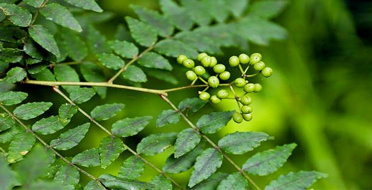 花椒苗四川汉源特麻大红袍金权无刺嫁接花椒苗四季当年结果批发