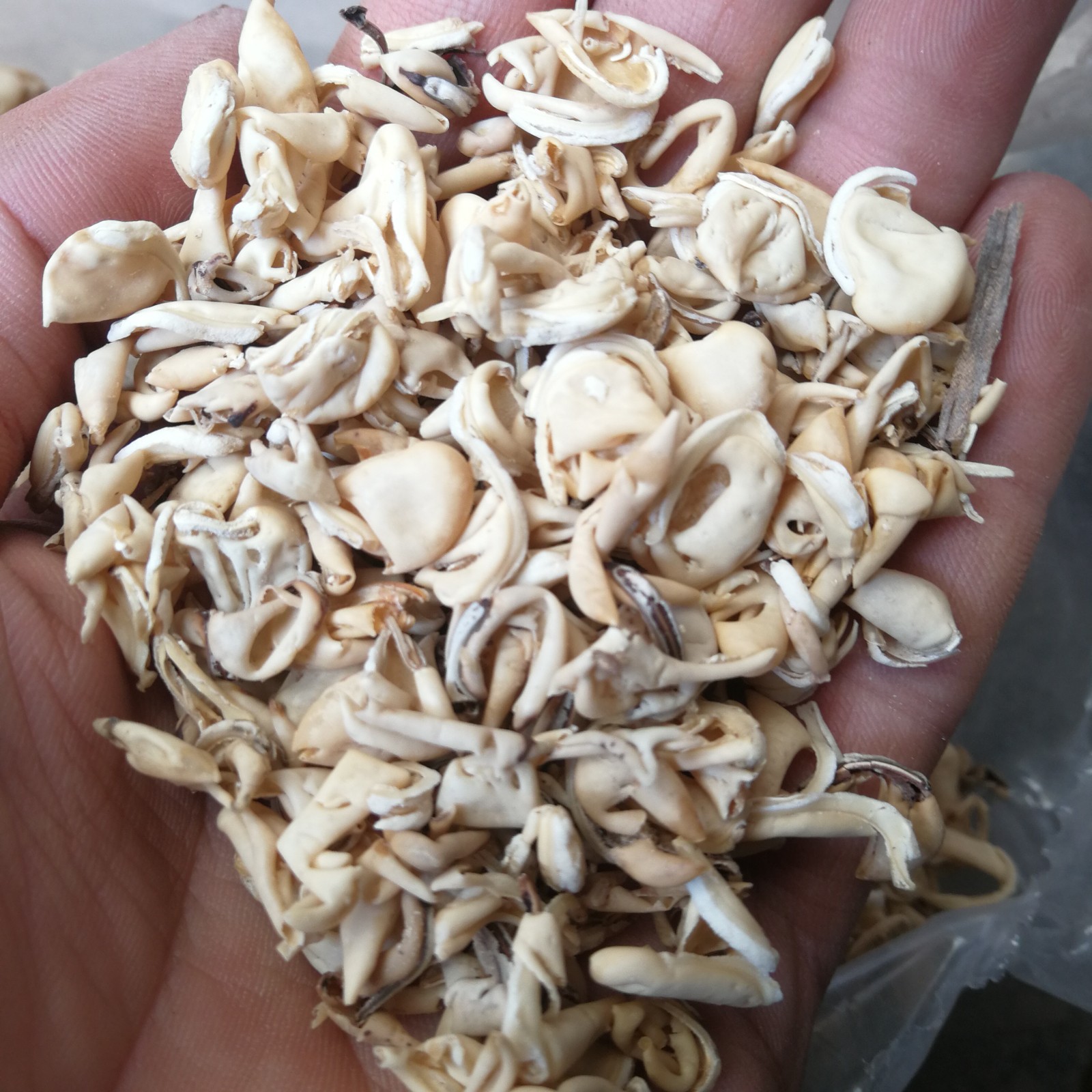 扁豆衣白扁豆皮白扁豆衣新货扁豆衣河南扁豆衣量大从优批发中药材