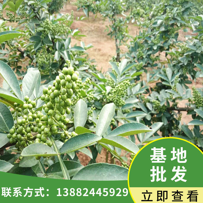 无刺四川汉源大红袍贡椒苗九叶青青花椒苗 藤椒嫁接食用麻椒树苗