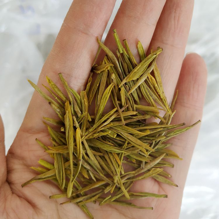 250克半斤装新茶春茶明前安吉黄金芽茶黄金叶 黄茶黄金白茶