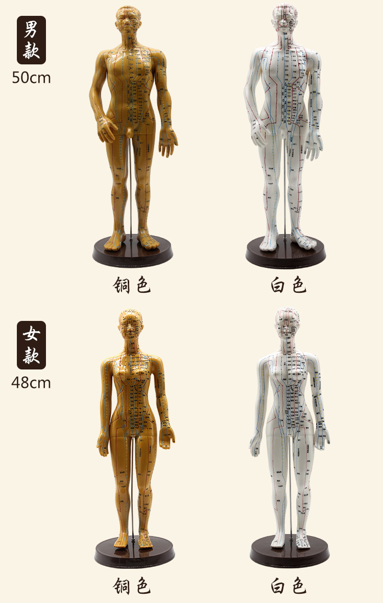 愿君康高清刻字男女全身模型人体穴位经络中医可扎针按摩推拿模特