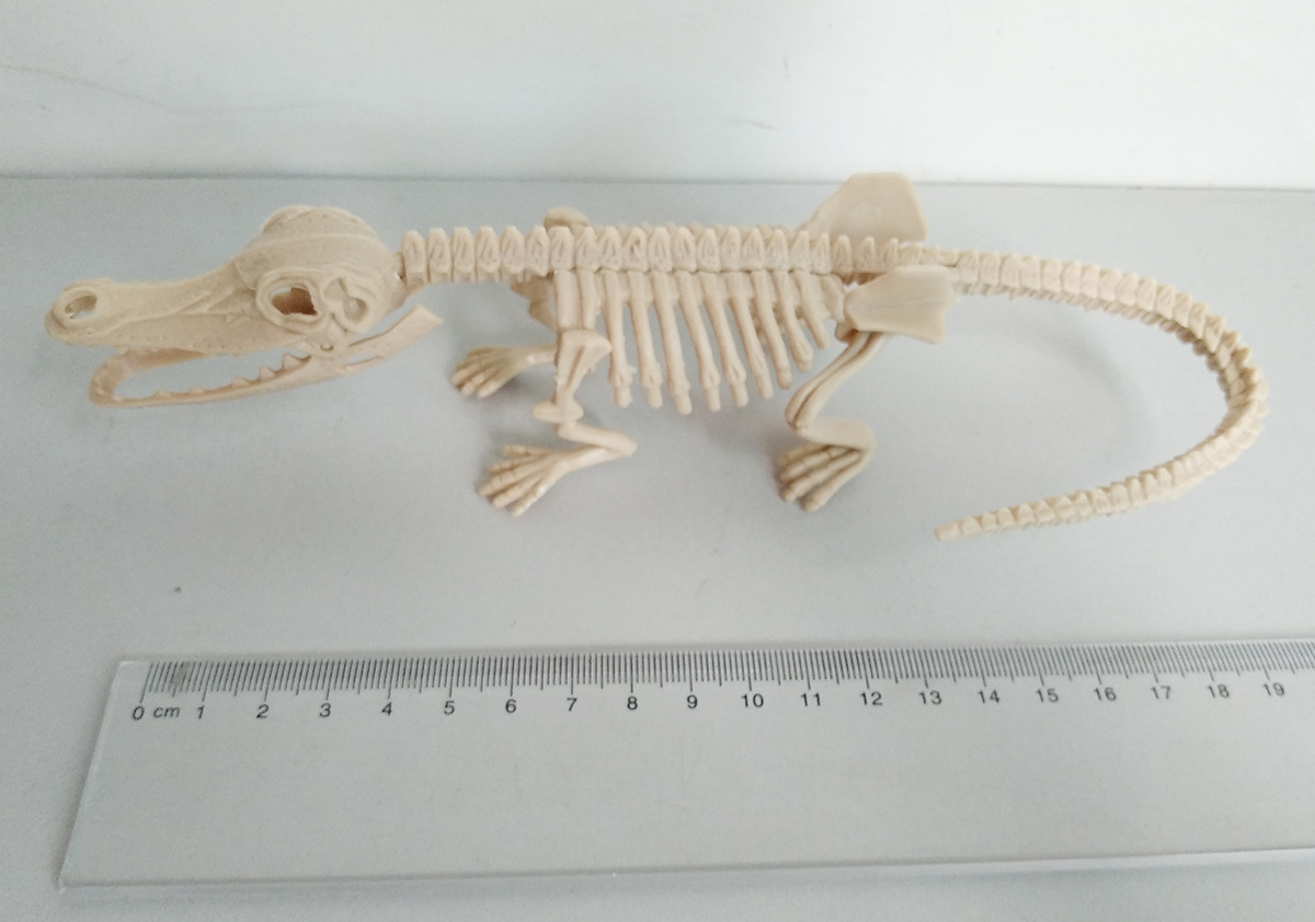 21cm恐龙骨架 拼装考古五款恐龙骨架 鳄鱼化石 剑龙骨架 雷龙化石