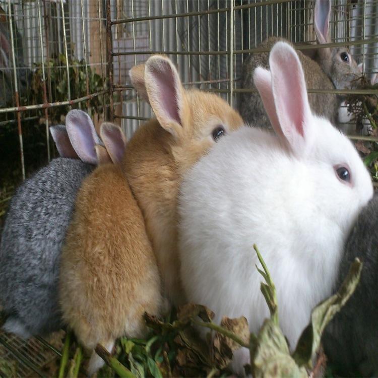 彩色的獭兔 卖白色肉兔种子 张家界 野兔养殖基地