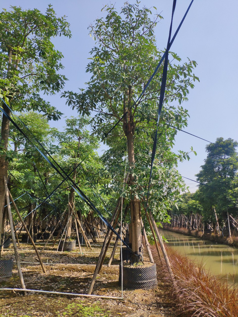911供应 20-30cm 盆架子 假植苗 园林绿化大乔木 行道树 基地直销