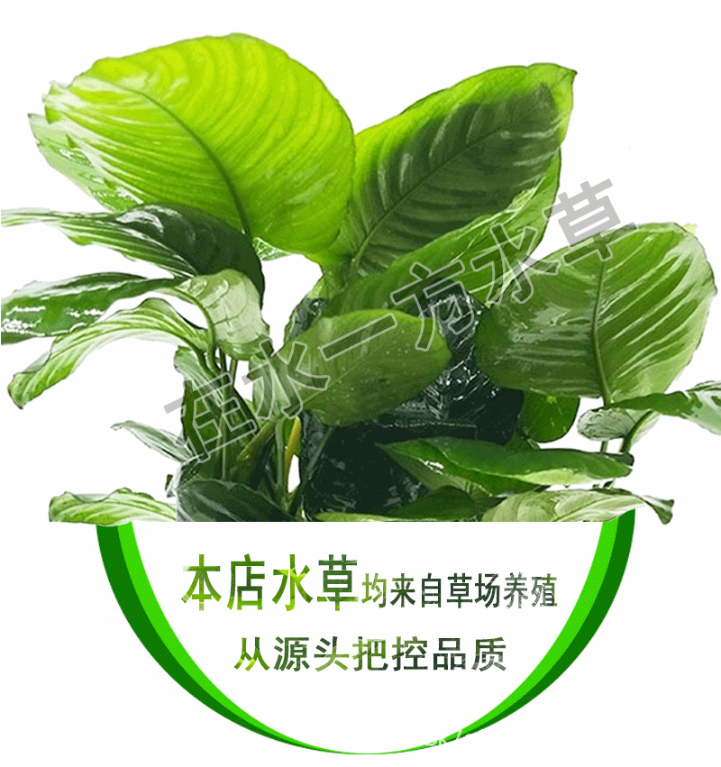 水族鱼缸造景大榕小榕水榕类水草活体懒人真水草批发【草场直发】