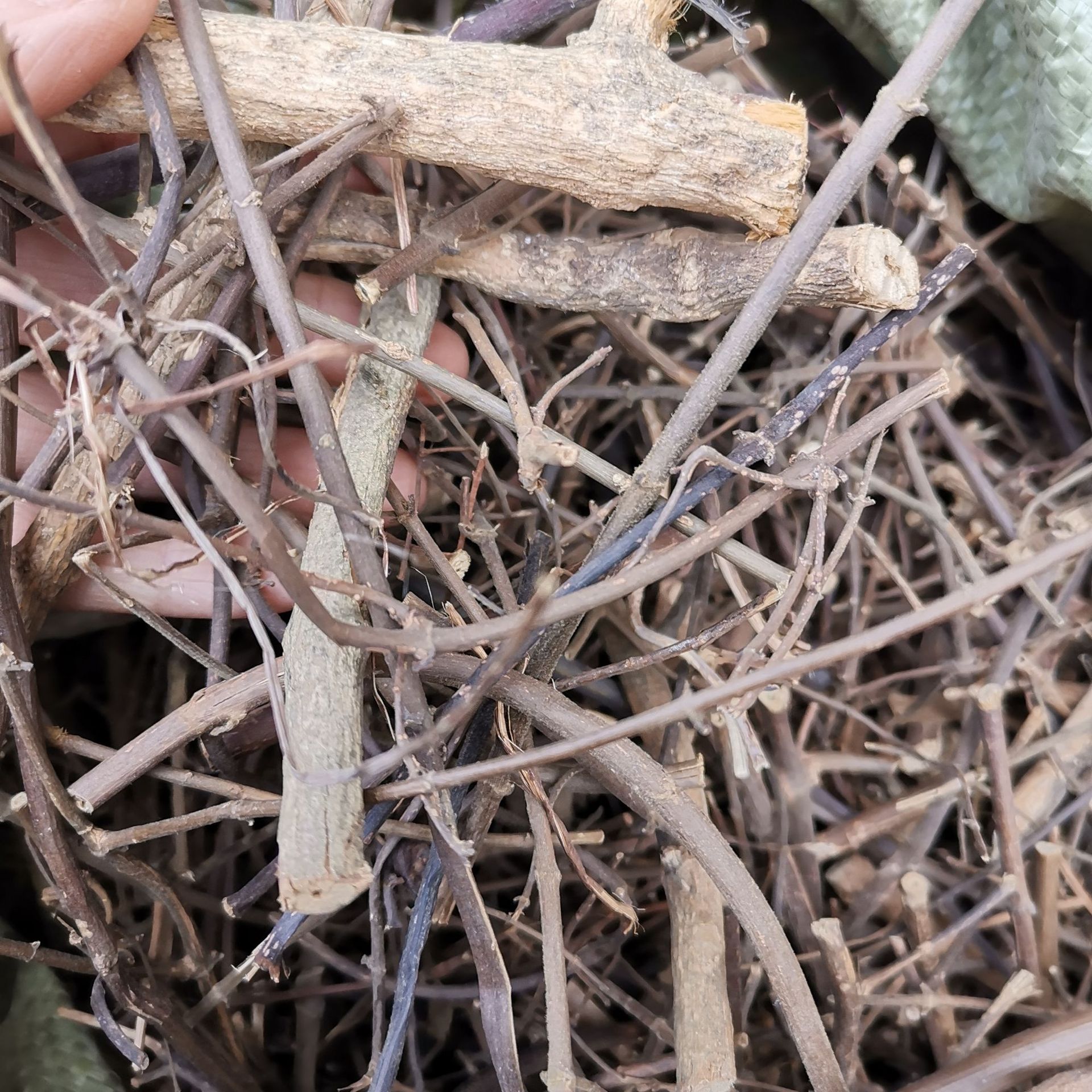 中药材 扭肚藤 猪肚勒 白花茶 青藤仔花 量大从优