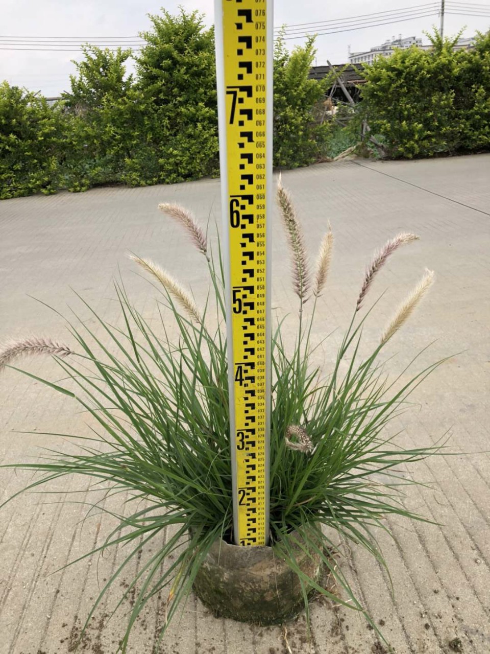 903供应 金红羽狼尾草0.5-1米高 袋苗 观赏草 容器