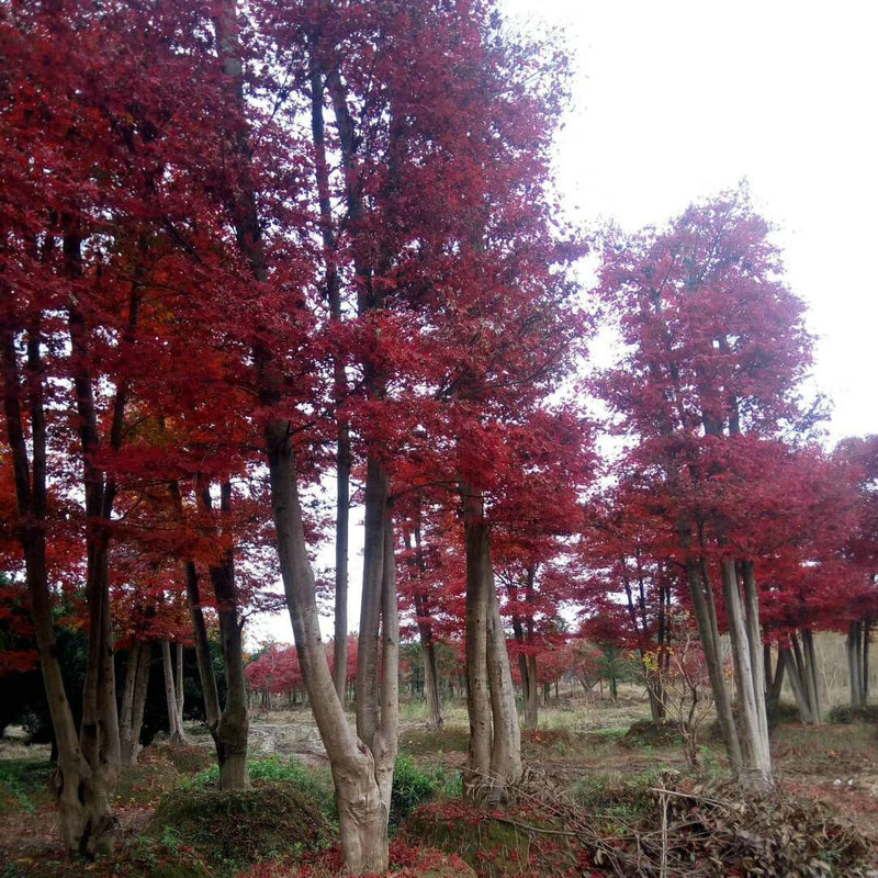 湖南基地供应美国红枫苗木 红枫树苗批发耐寒耐冻庭院绿化
