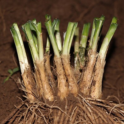宽叶韭菜根 大叶土韭菜根韭菜根地栽大宽叶韭菜根韭菜根大叶