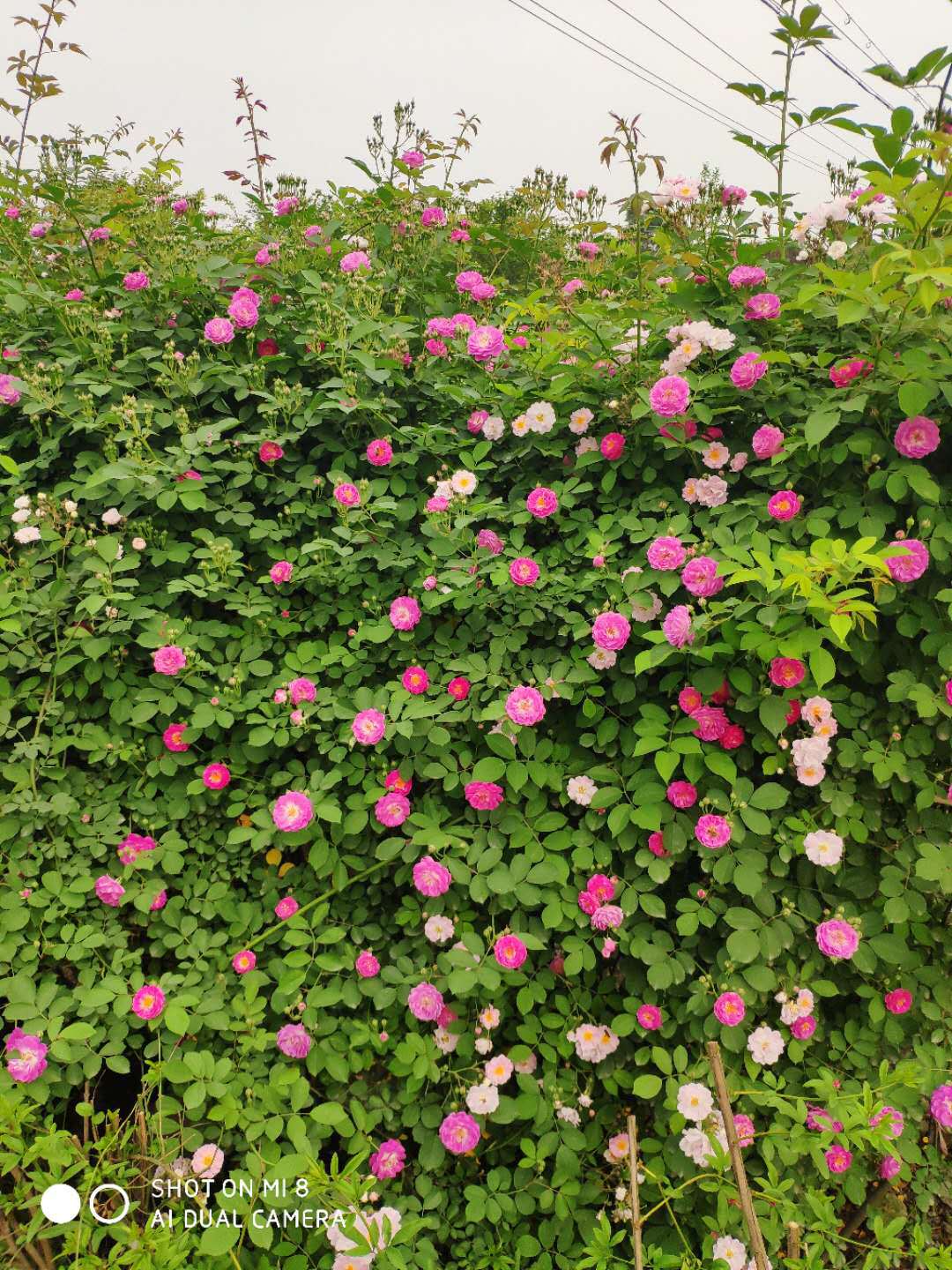 批发蔷薇花大红袍安吉拉爬墙爬藤植物藤本月季玫瑰花欧月