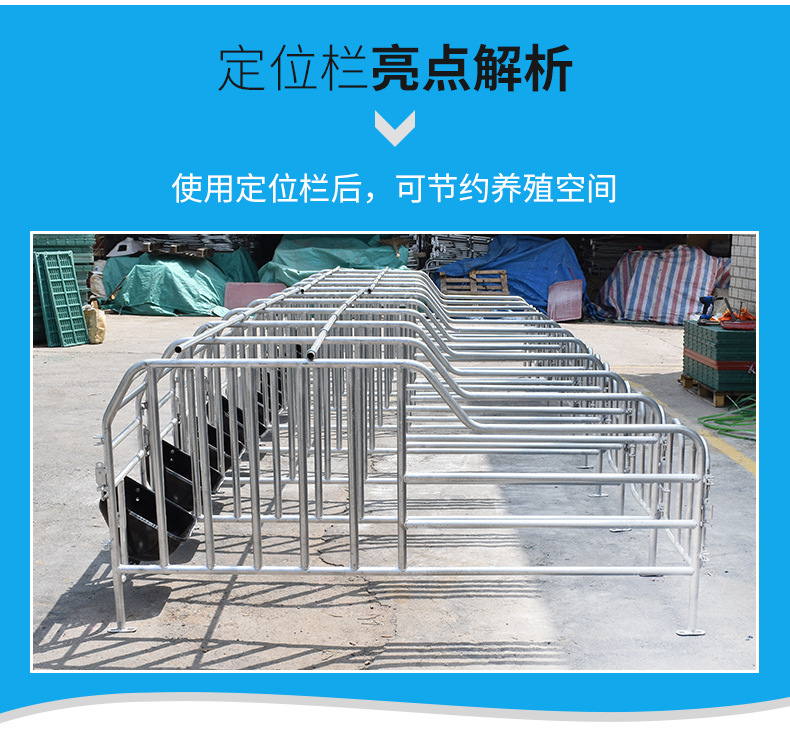 母猪定位栏 养殖猪用限位栏单体双体产床分娩床养猪设备限位定位