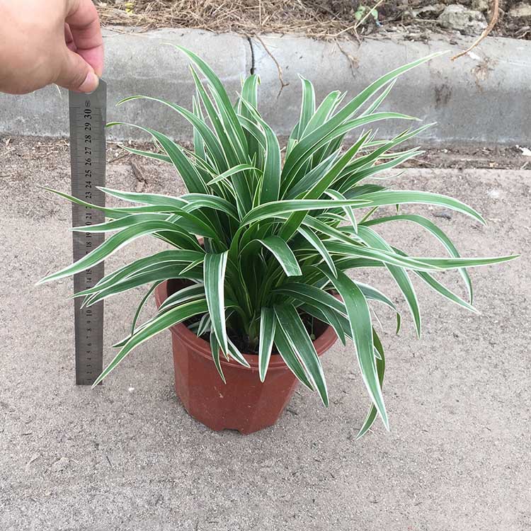 基地直销金边银边吊兰盆栽庭院阳台植物绿植去甲醛之王花卉