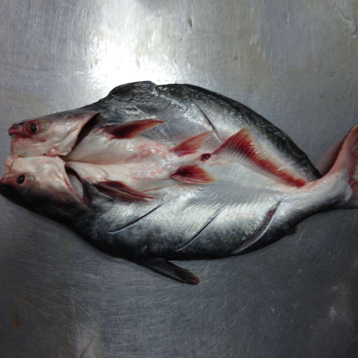 越南开背巴沙鱼龙利鱼湄公鱼可选条20斤烤鱼专用新鲜冷冻海鲜海鱼