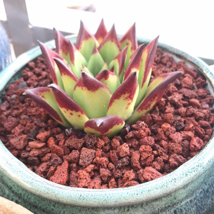 黑红色火山岩 火山石颗粒 多肉植物专用铺面石 火山岩滤料