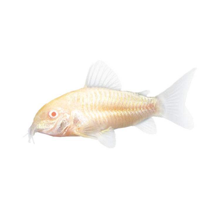 水族宠物观赏鱼活体底栖白鼠鱼淡水热带工具鱼清洁除藻苔小额批发