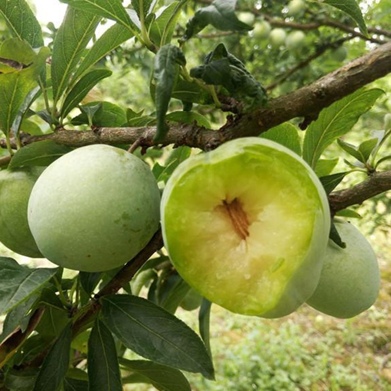 嫁接李子苗 黄金奈李苗 青奈李苗 油奈李子树苗 南北方种植果树苗