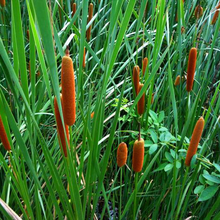 直销小香蒲苗圃直销产地批发基地价格 湿地公园水生植物量大优惠