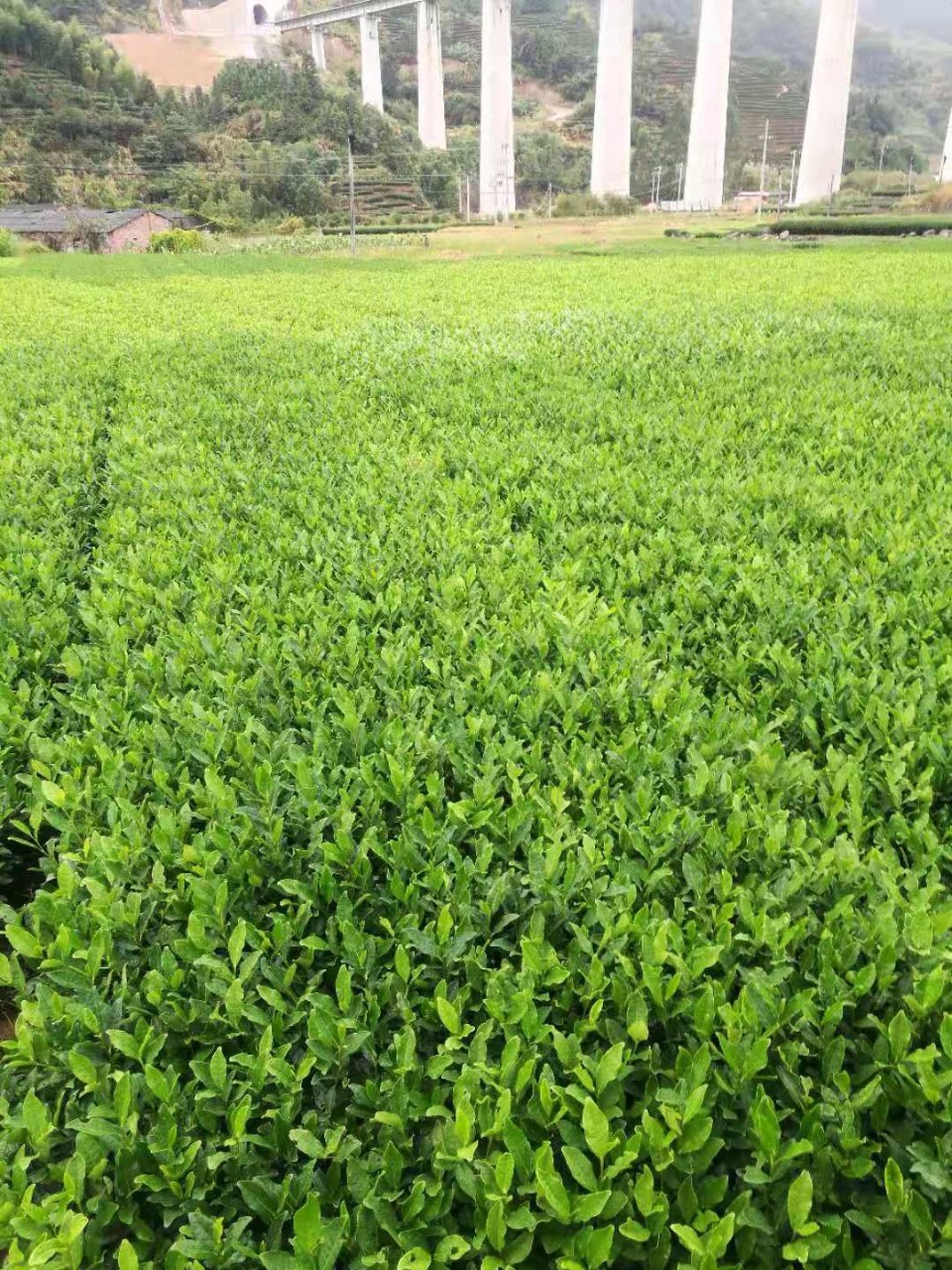 供应绿茶 新品种 新昌茶苗 龙井系列 龙井43