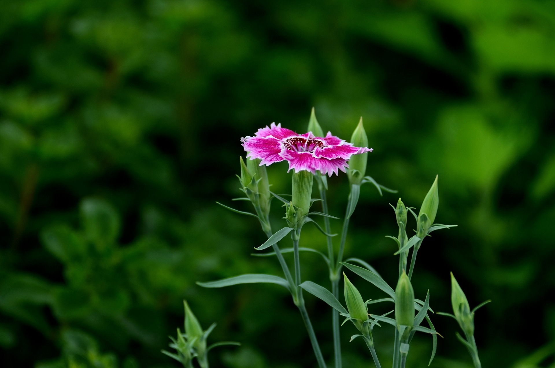 石竹:纯洁的爱,才能,大胆,女性美.