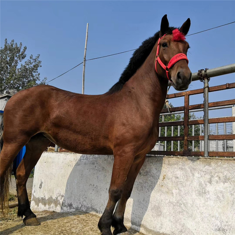 景区观光拉车马多少钱一匹 重型挽马拉车价格 马匹养殖场