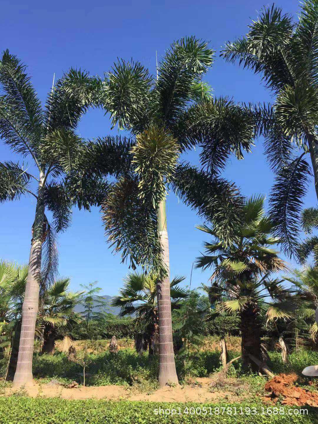 狐尾椰子五百亩基地基地直销 一手货源 欢迎询价