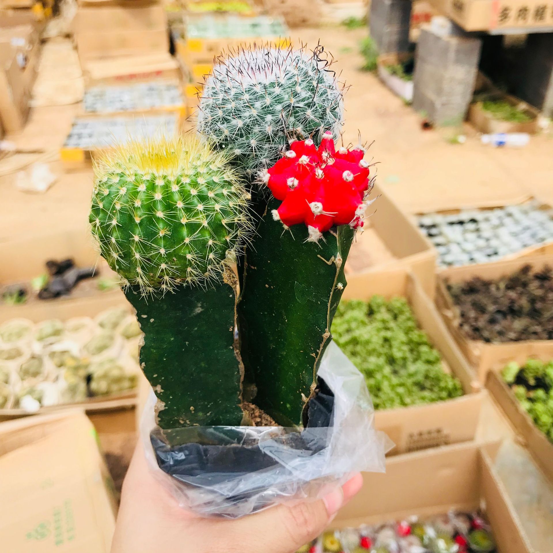 彩色三姐妹仙人球 办公室电脑桌面防辐射 仙人球组合盆栽三姐妹