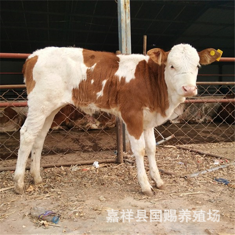 西门塔尔牛牛苗,小牛苗菜牛价钱 西门塔尔牛牛犊免费运输
