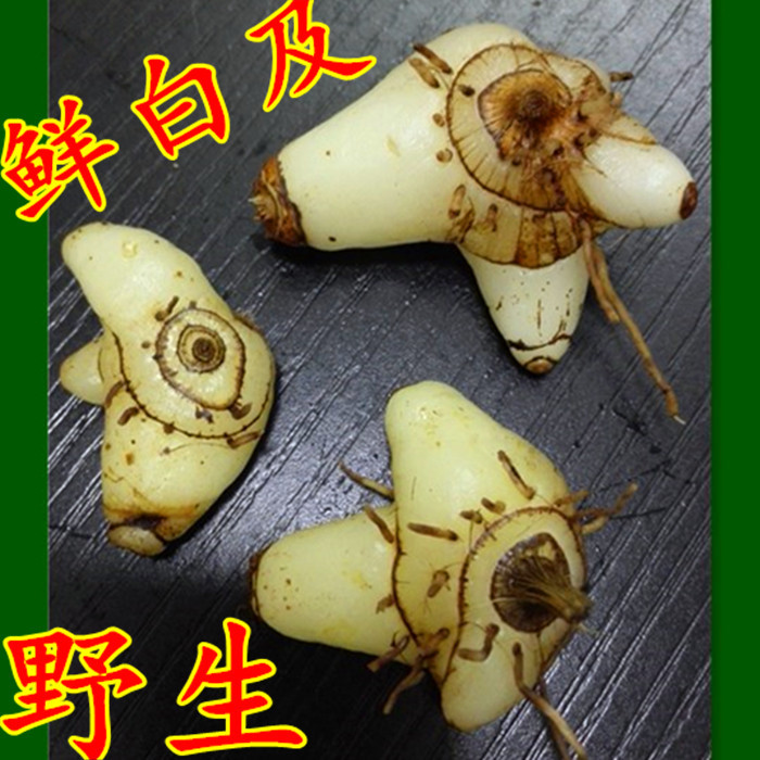 新鲜白芨紫花三叉白芨中药材白及白鸡儿白芨种苗白芨个大白及