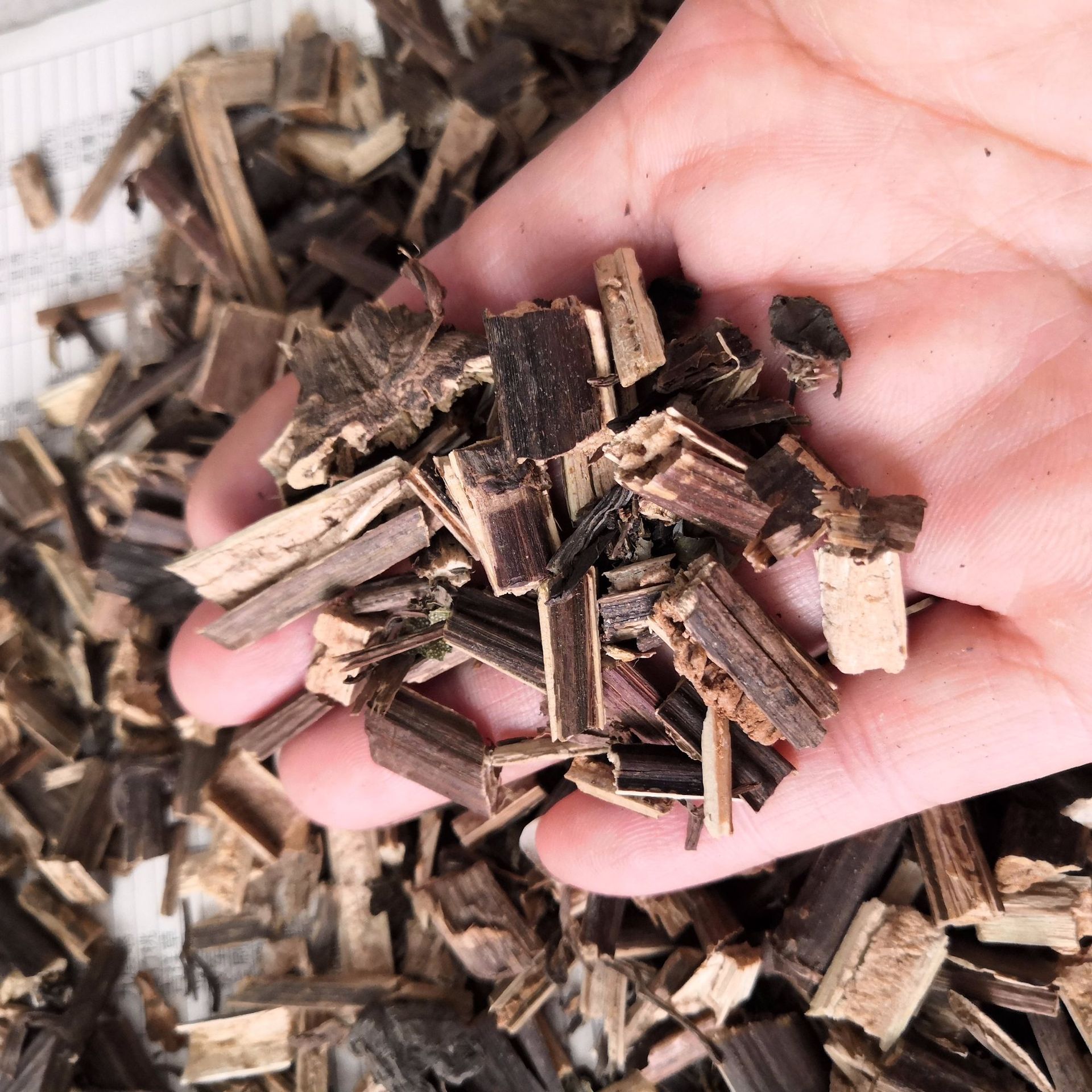 九子连环草中药材九子连环草硬九头狮子草肉连环