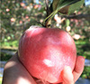 Alpine Red Fuji Home Orchard Redness Red Fuji Apple Rock sugar Apple wholesale Alpine Red Fuji Home Orchard Redness Red Fuji Apple Rock sugar Apple wholesale