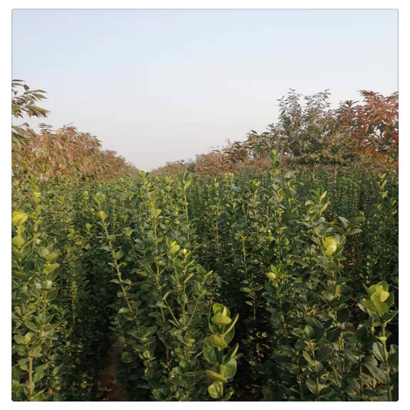 【山东杨树】-山东杨树厂家,品牌,图片,热帖-阿里巴巴