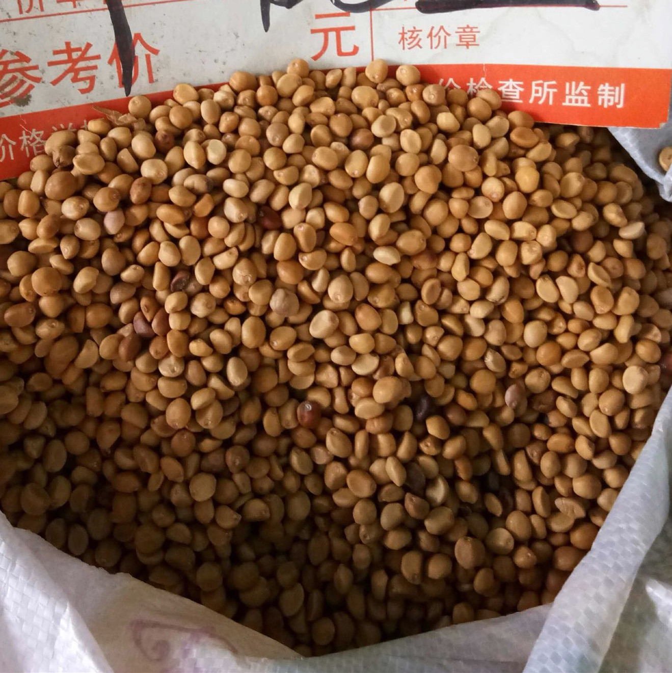 中药材拐子豆跌打豆贼老豆华佗豆小偷豆白捻豆