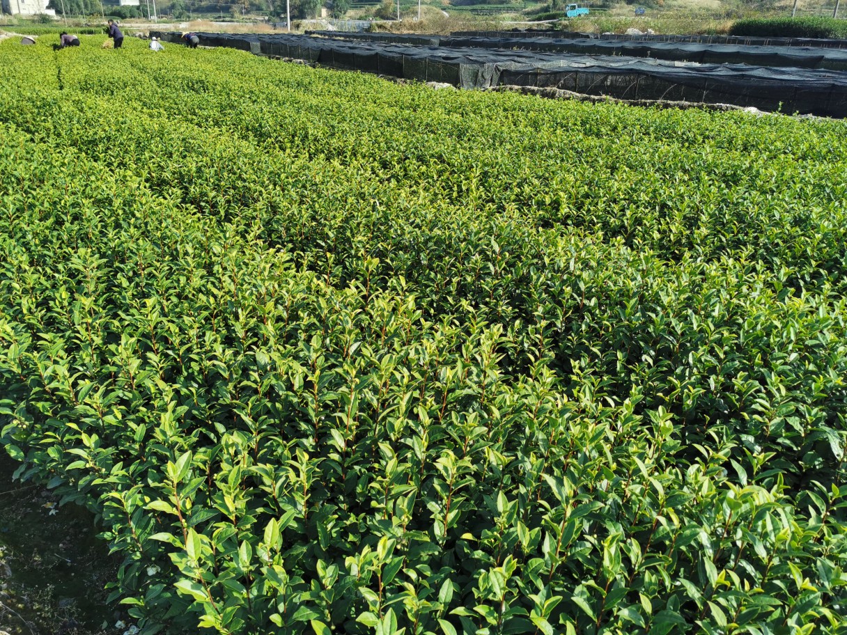 绿茶品种鸠坑群体种毛头种