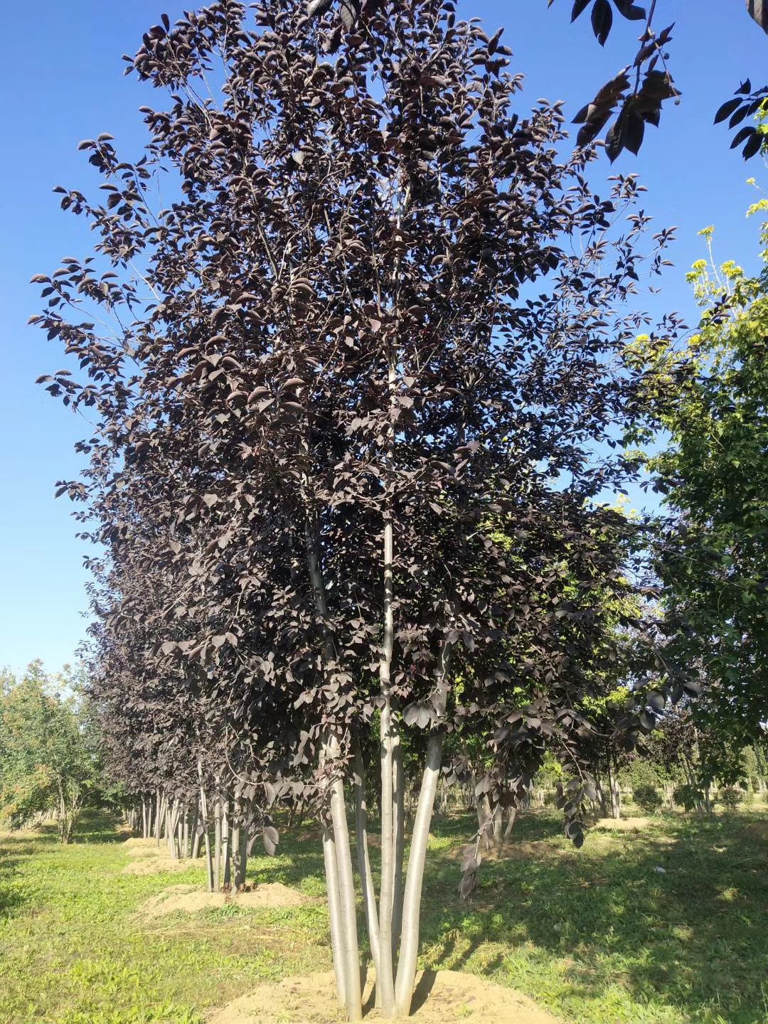 供应丛生紫叶稠李 稠李 紫叶李