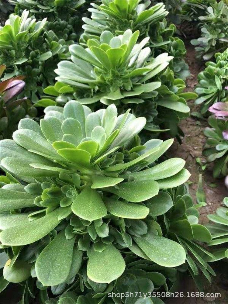 0536大棚限时批发多肉植物盆栽 绿羊绒法师群冠幅30cm多肉法师