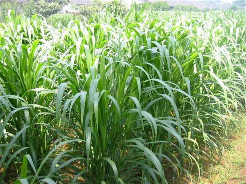 台湾甜象草种子多年生高产四季牧草皇竹草种子牛羊鱼畜牧养殖草籽