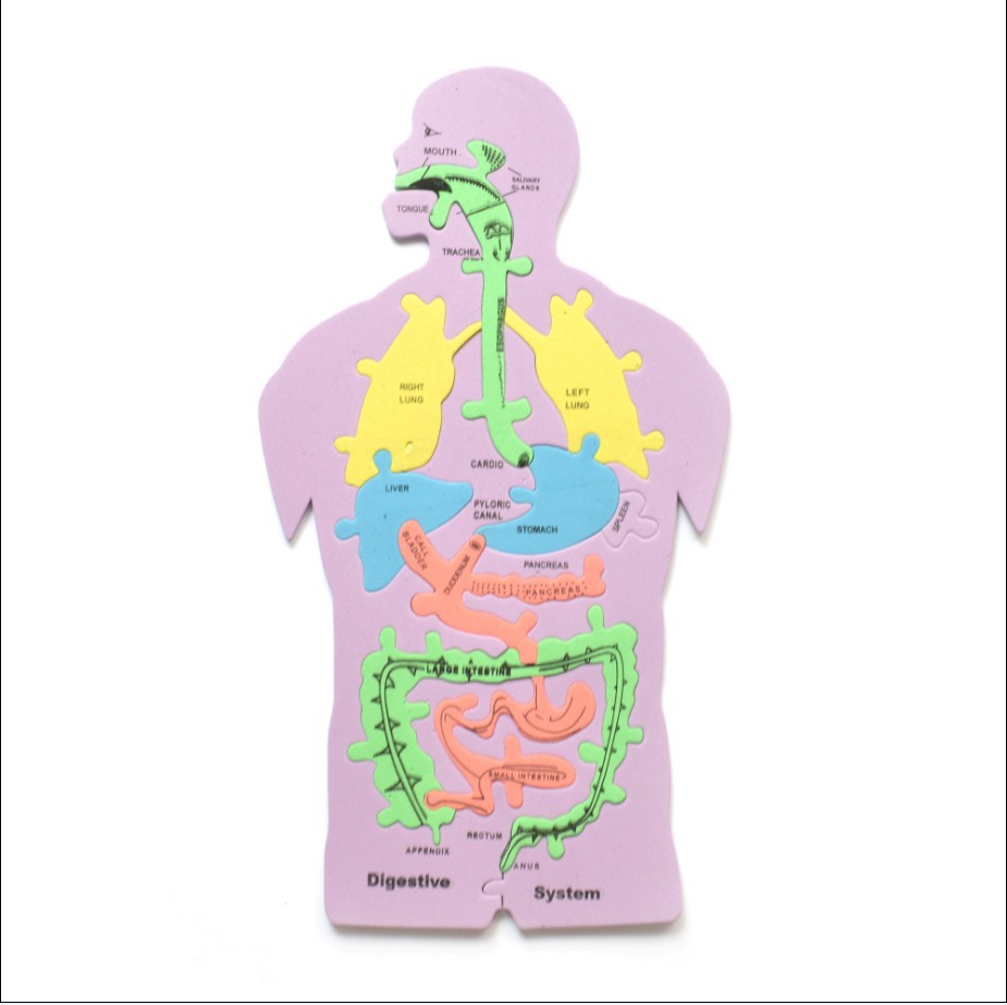 儿童益智科教【人体器官】益智拼图开发智力