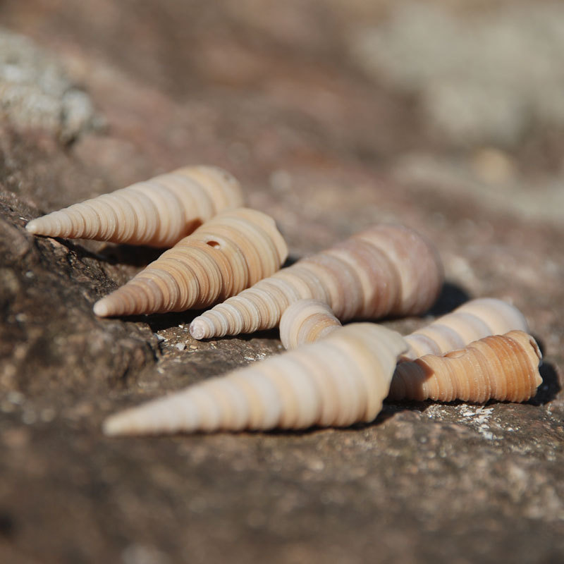 家居装饰 海螺贝壳 水族装饰 鱼缸底饰 锥螺