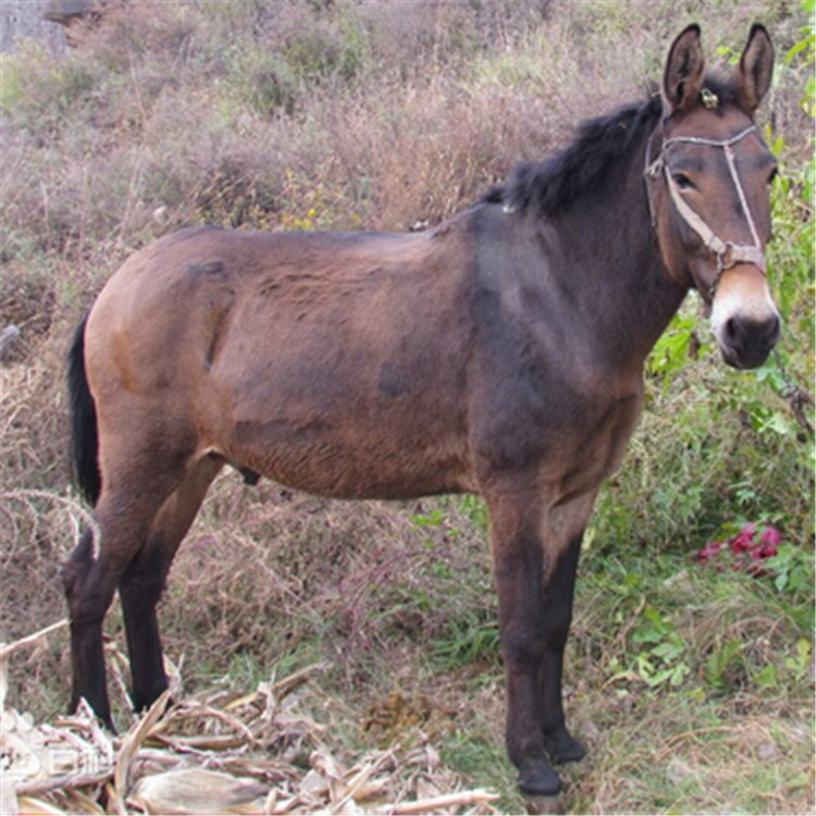 出售大骡子图片,哪里卖大骡子,800斤重的骡子多少钱一匹