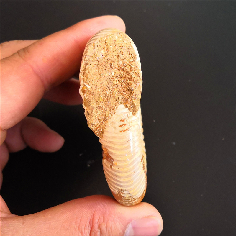 天然马达加斯加大号巴甫洛夫菊石标本 古生物化石原石摆件 黄海螺