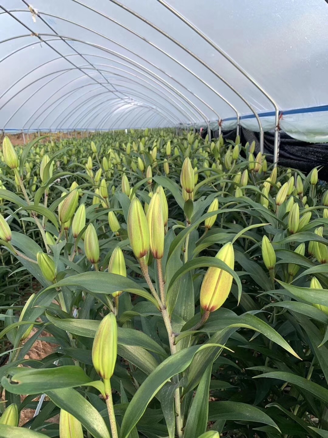 现有百合生产基地实拍商品描述颜色粉色2头10枝(小花苞品种),黄色2头