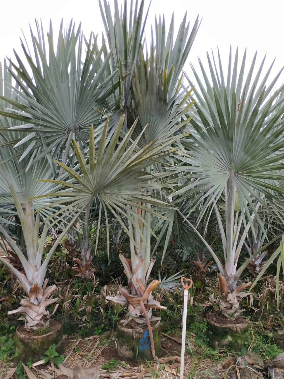903供应霸王棕24米高袋苗银叶棕榈树热带