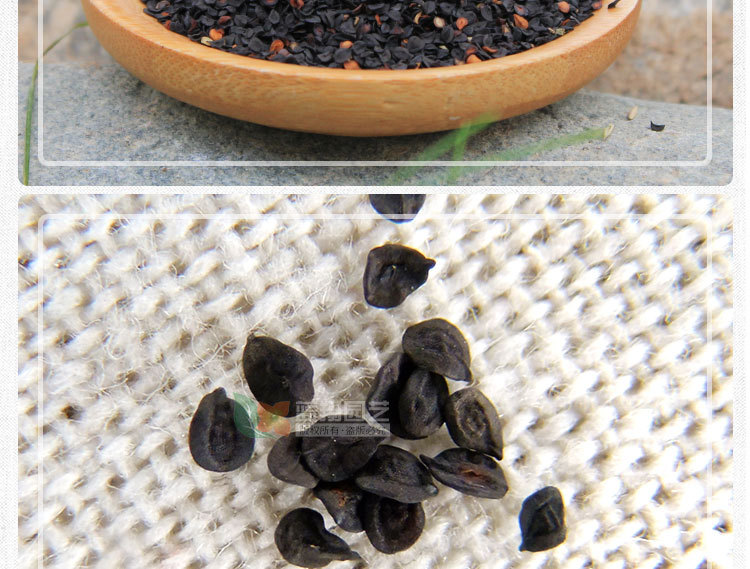 进口送妈妈康乃馨精品花卉种子鲜花四季可播香石竹盆栽花种子批发