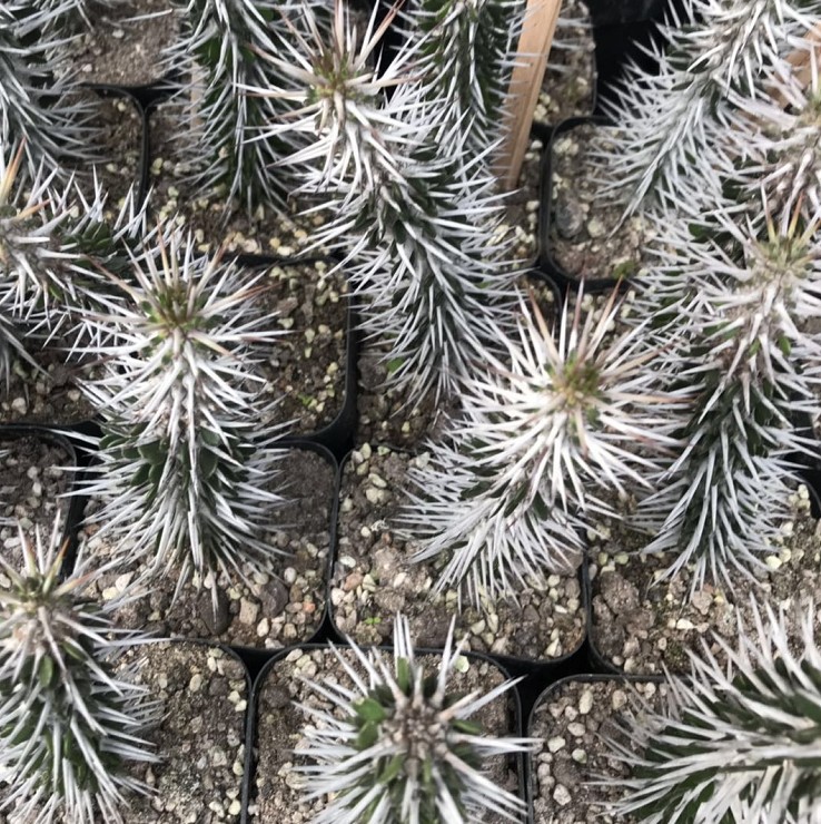 地狱魔针 实拍 12-15cm 大戟科强刺龙树科亚龙木属植物