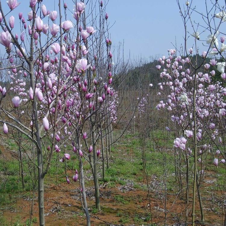 供应各种工程植物 苗 基地直销 优质 二乔玉兰辛夷