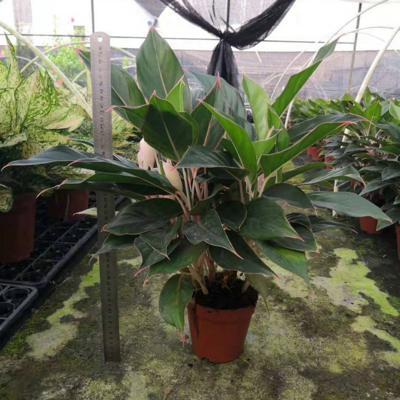 蓝宝石粗勒草盆栽