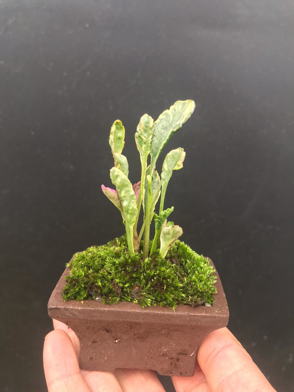 日本稀有山野草 花叶筋骨草 日本