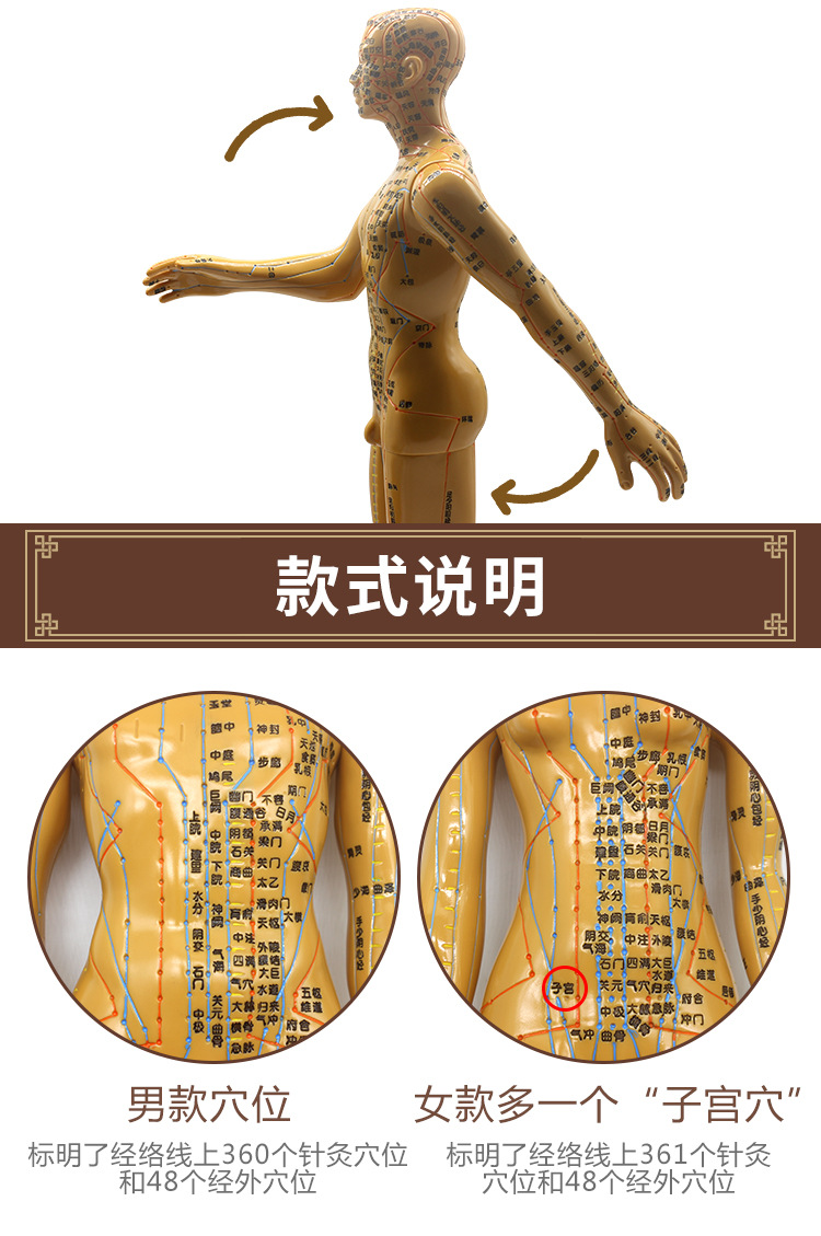 愿君康男女人体经络穴位模型清晰刻字可扎针中医针灸教学
